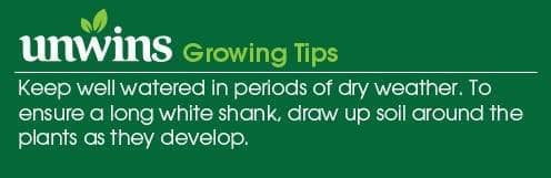 Leek Musselburgh Seeds Unwins GrowingTips